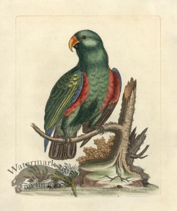 Edwards Parrot 26.jpg